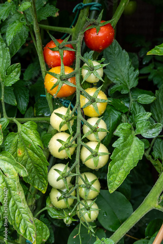 Frond of Tomatoes on bush at various stages of ripeness