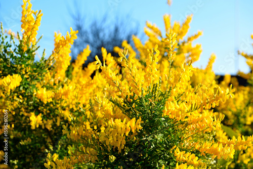 Wallpaper Mural broom shrub in bloom in Sant'Apollinare Sori Italy Torontodigital.ca