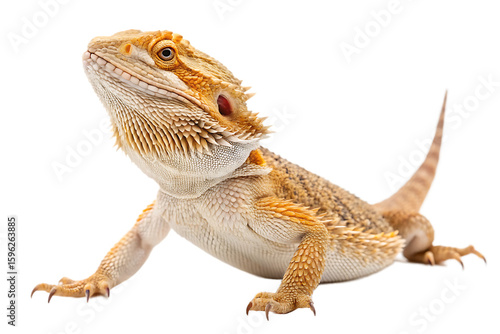bearded dragon lizard on AI generated by PNG