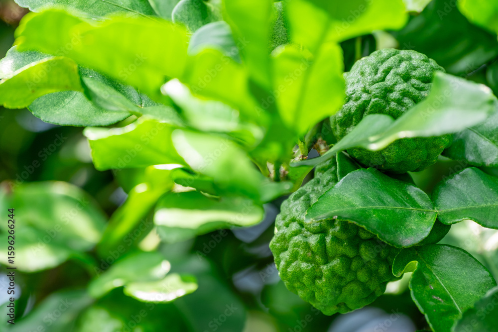 Fototapeta premium Bergamot, Fresh green bergamot fruit hanging from branch. bergamot tree garden and healthy food concept, group of bergamot,Bergamot medicinal plants with many