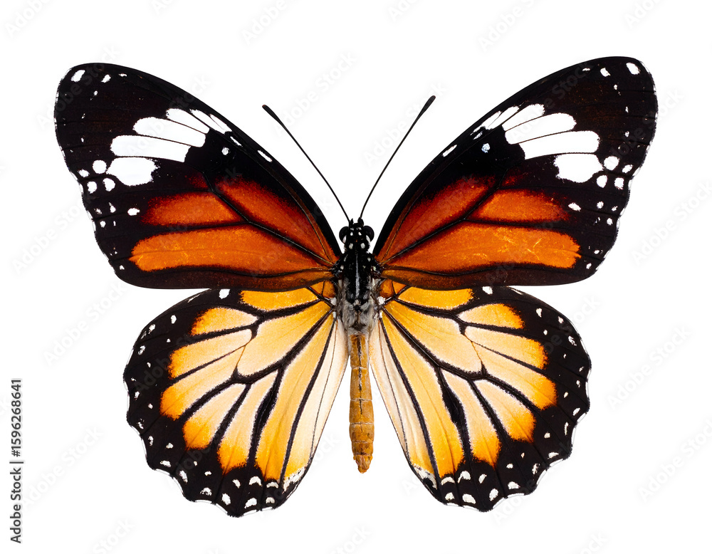 Fototapeta premium A vibrant orange and black butterfly gracefully displays its intricate wing patterns from above.