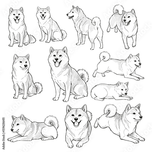 Vintage ink sketch of Shiba Inu dog in different angles, hand-drawn black and white illustration, vector