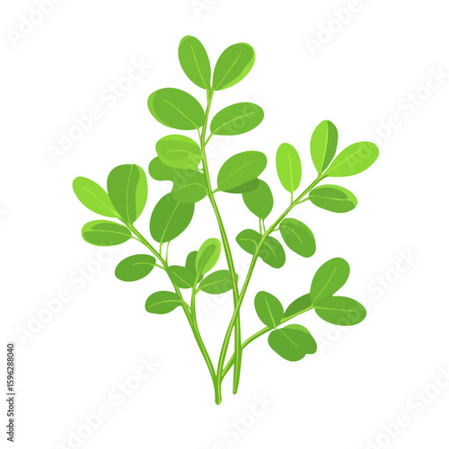 A Simple flat 2D illustration icon fenugreek branch isolated on a transparent background, vector, flat design, animation design, simple flat 2D icon, minimalist design, clipart. It's an EPS format