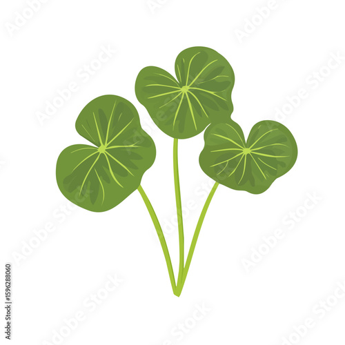 A Simple flat 2D illustration icon, Gotu kola leaf isolated on a transparent background, vector, flat design, animation design, simple flat 2D icon, minimalist design, clipart. It's an EPS format