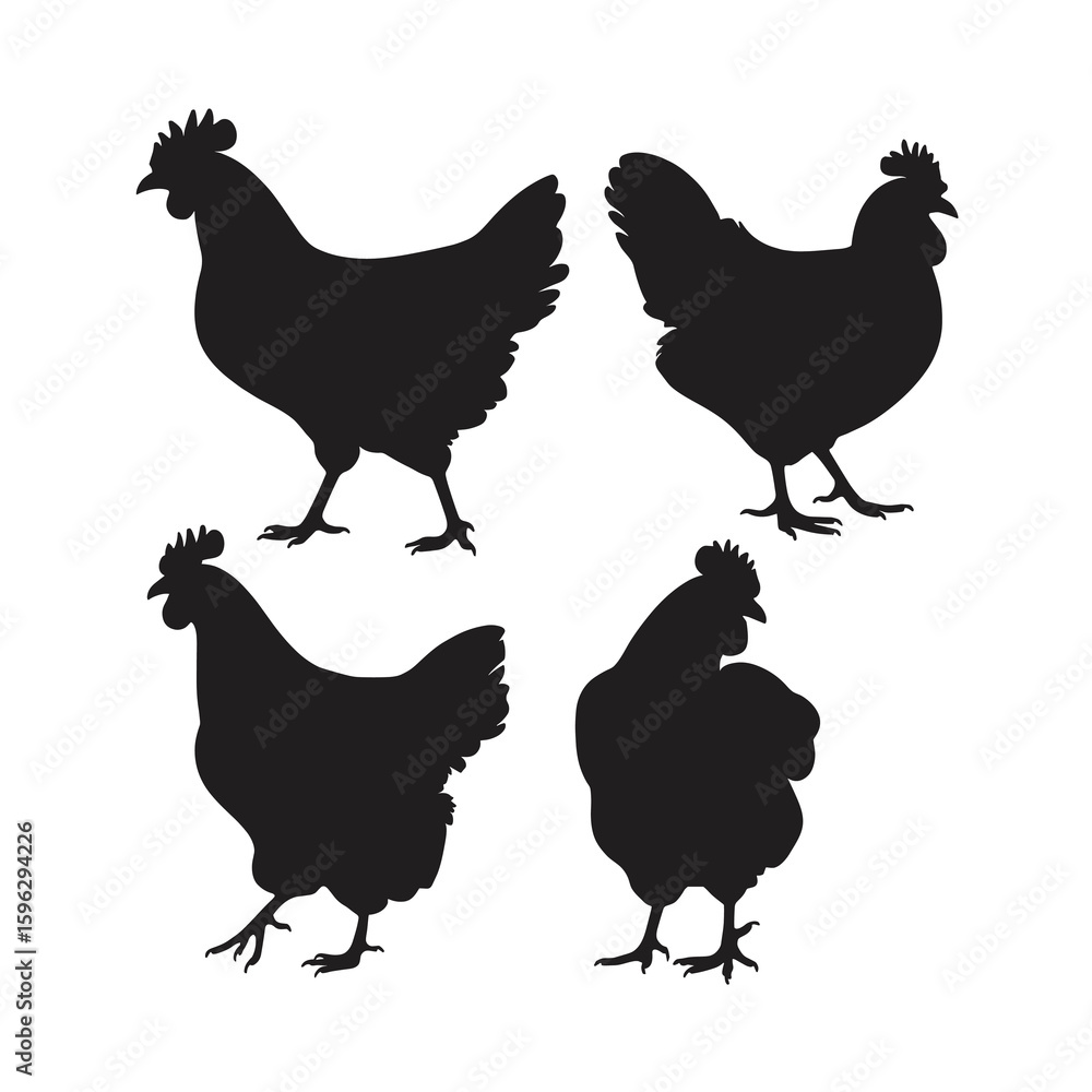 Fototapeta premium Four black chicken silhouettes on white background 8