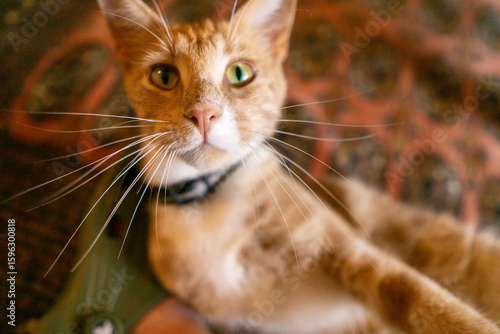 Close-up of an orange cat with green eyes lying on a patterned surface.