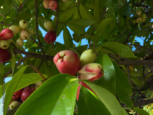 Group of red greenish water apple fruit, attached on tree. Syzygium aqueum, or water cherry, watery rose apple, bell fruit