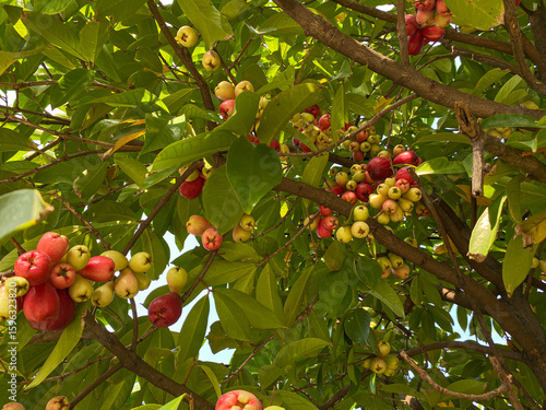 Group of red greenish water apple fruit, attached on tree. Syzygium aqueum, or water cherry, watery rose apple, bell fruit