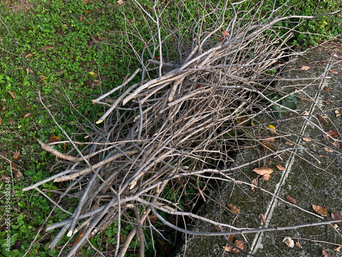 Pile of tree branches on top of green grass on the side of the road