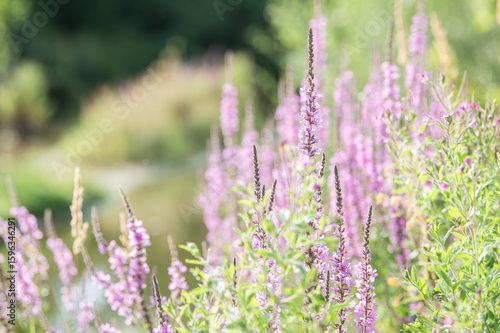 Blühender Blutweiderich Lythrum salicaria vor unscharfem Hintergrund an der Flutmulde in Neckartenzlingen