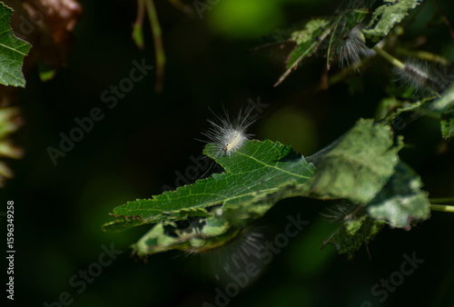 A caterpillar of an American white butterfly (hyphantria cunea) sits on a gnawed liquidambar tree leaf (Liquidambar styraciflua).