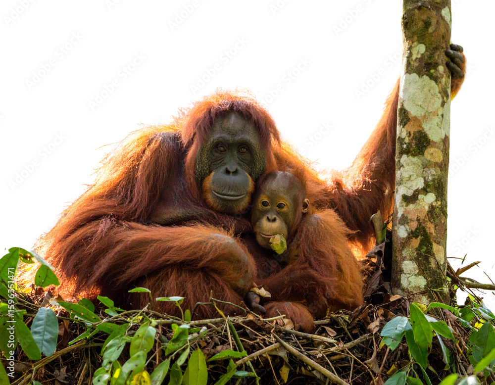 Obraz premium Mother Sumatran Orangutan Holding Baby in Tree Nest, Deep Jungle Environment
