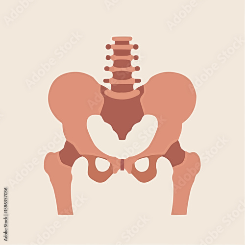 Human pelvis anatomy, simple geometric hip bone structure in vector style with soft colors  