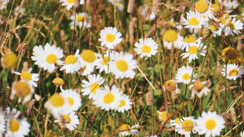 Horizontal photo of flowers with white leaves and yellow center (Matricaria)