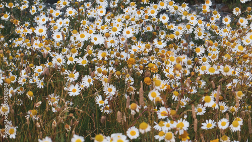 Horizontal photo of flowers with white leaves and yellow center (Matricaria)