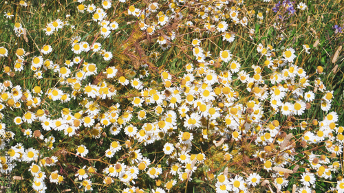 Horizontal photo of flowers with white leaves and yellow center (Matricaria)
