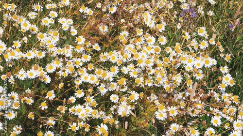Horizontal photo of flowers with white leaves and yellow center (Matricaria)