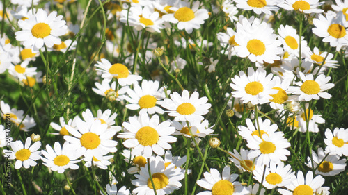 Horizontal photo of flowers with white leaves and yellow center (Matricaria)