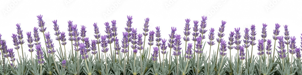 Naklejka premium Lavender flowers in full bloom, showcasing vibrant purple hues against transparency background, creating serene and calming atmosphere