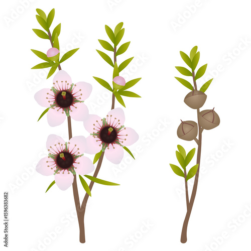 Branches with flowers and manuka fruits on white background..eps