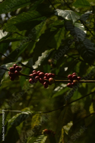 landscape background of fresh coffee beans from the tree