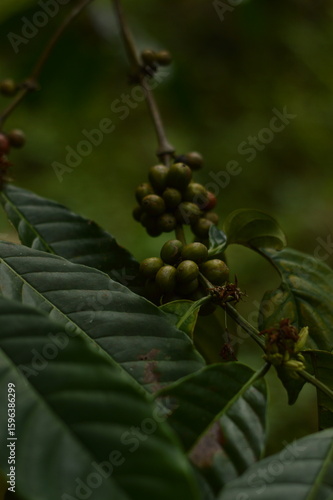 background of fresh coffee beans from the tree