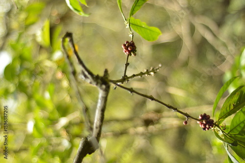 background of fresh coffee beans from the tree