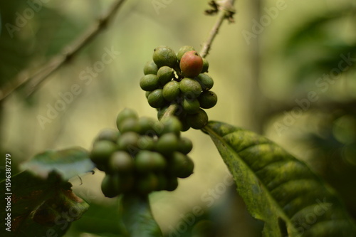 background of fresh green coffee beans from the tree