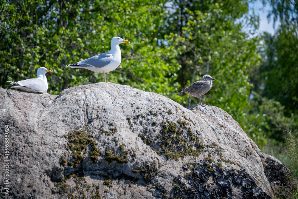 Three seagulls perched on a rocky outcrop overlooking green foliage on a bright sunny day Three seagulls perched on a rocky outcrop overlooking green foliage on a bright sunny day