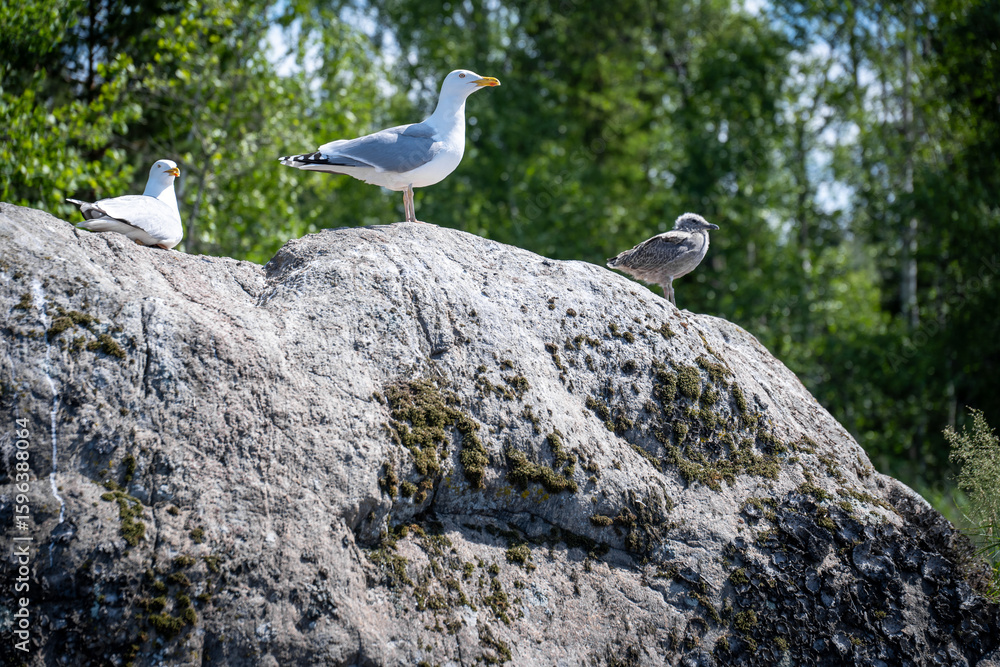 Three seagulls perched on a rocky outcrop overlooking green foliage on a bright sunny day Three seagulls perched on a rocky outcrop overlooking green foliage on a bright sunny day
