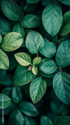 Close-up of Green Leaves with Water Droplets After Rain