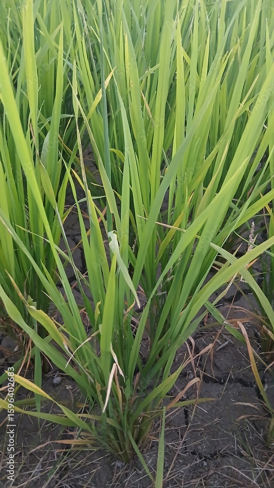 Fototapeta premium Rice Plants in the Rice Fields