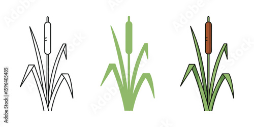 Three Cattails Bulrush Plant Illustration, Line art, Silhouette, and Color, Vector Illustration