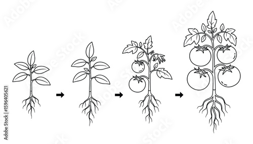 Tomato Plant Growth Stages Diagram Illustration; Line Art Development Cycle Vector
