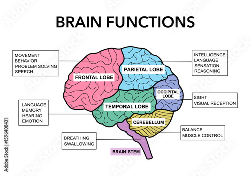 Brain sections and organ part functions in labeled anatomical outline diagram. Medical biological explanation scheme with lobe, brainstem and cerebellum description vector illustration.