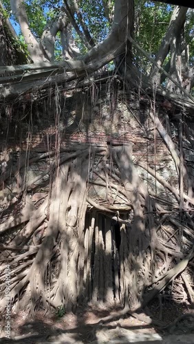 Anping Tree House — a well-known tourist attraction in Tainan, Taiwan. It was originally the warehouse of the British trading company Tait Company.