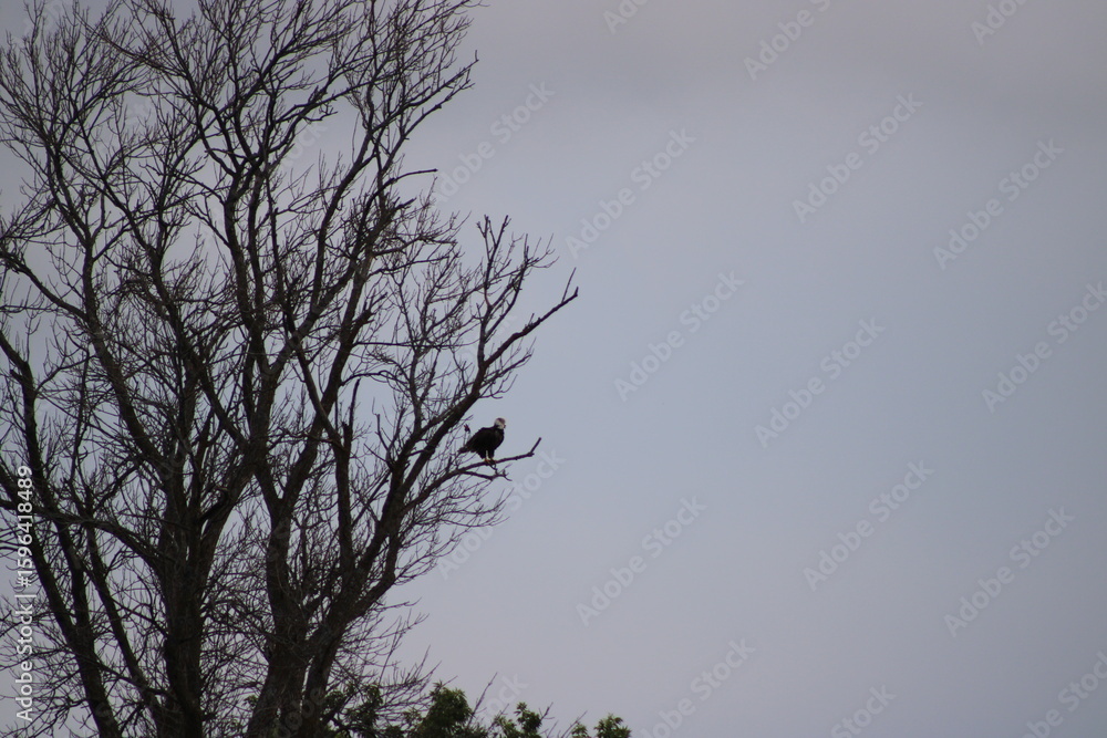 Fototapeta premium bald eagle on a tree