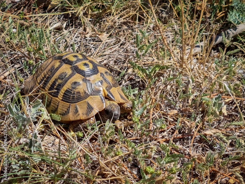 Obraz premium Greek tortoise crawling through long dry grass.