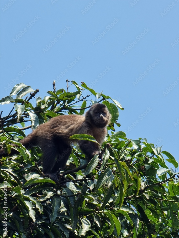 Fototapeta premium Capuchin Monkey sitting atop a tree in Tijuca National Park