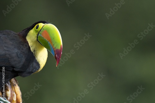 Keel-billed toucan in Costa Rica