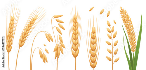 Collection of various grain stalks and seeds on white background