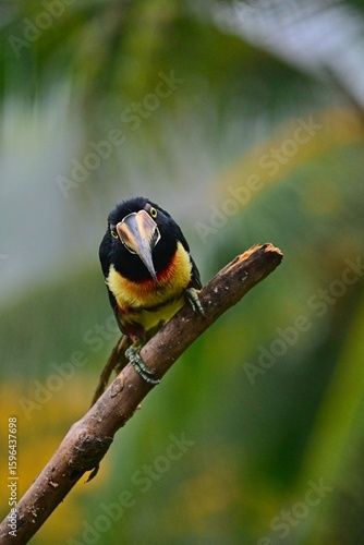 Collared aracari