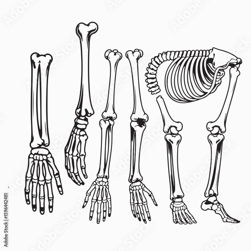 A monochrome drawing of human skeleton parts including arms legs and spine on a white background