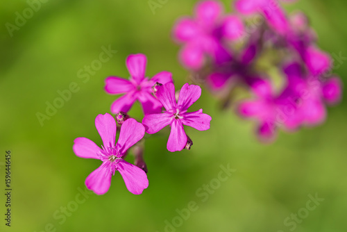 Soft focus of Sweet William Catchfly flowers. Rose pink 