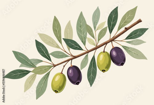 Olive Branch with Green and Purple Olives, Leafy Greens, Nature Illustration