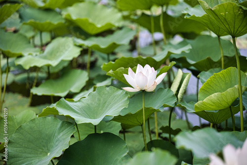 A White Lotus Blossom Amidst Lush Green Leaves in a Pond