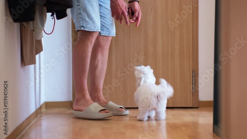 Wallpaper Mural A man enters an apartment and is greeted by a snow-white Maltipoo puppy, who wags his tail, is happy and jumps on his owner. A young dog breeder pets his white Maltese puppy and plays with him at home Torontodigital.ca