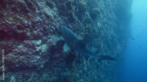 Wallpaper Mural Large Ocean Creature Swimming Along Underwater Rock Wall Deep Blue Water Torontodigital.ca