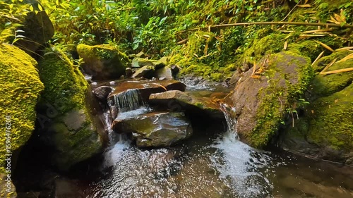 Slow-Flowing Creek in Tropical Forest – Static River Footage