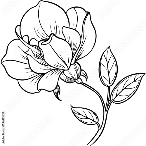 pea flower on white 